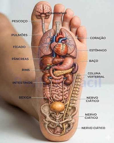 Mapa da Saúde dos Pés, mostrando os pontos reflexos correspondentes aos órgãos do corpo